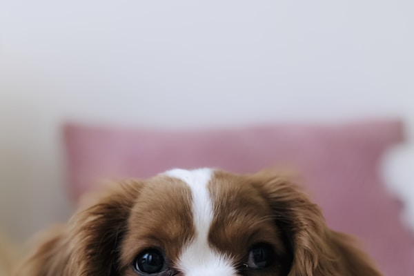 Picture perfect small dog after professional grooming and styling