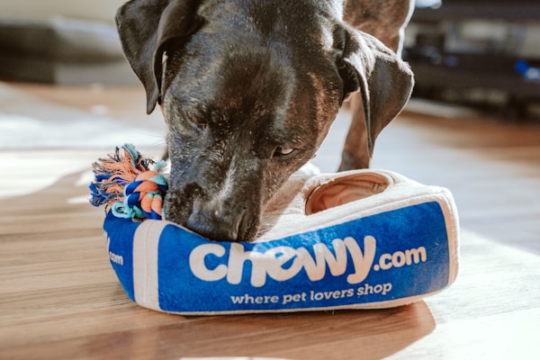 Happy dog smiling at professional grooming salon in El Paso